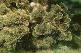 Halopteris scoparia4